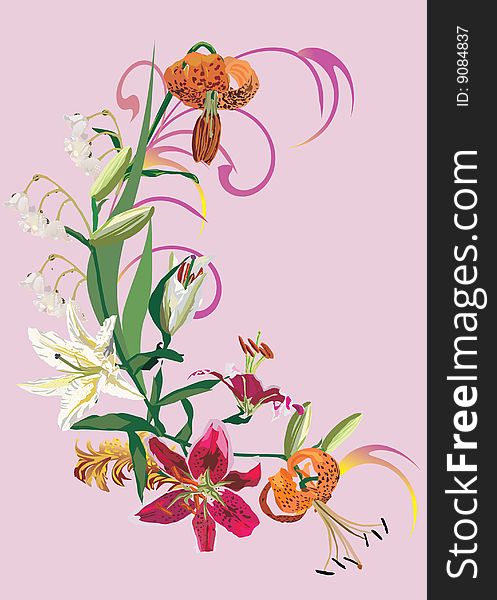 Red and white lily illustration on pink background. Red and white lily illustration on pink background