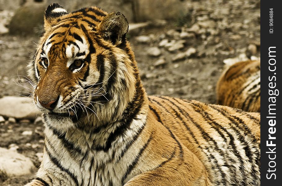 A portrait of a tiger crawing