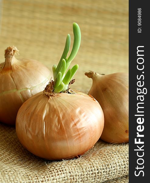 Onions on a sacking, closeup
