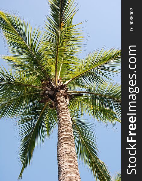 Tropical palm and blue sky