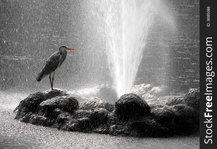 Heron under water jet of a city park. Heron under water jet of a city park.