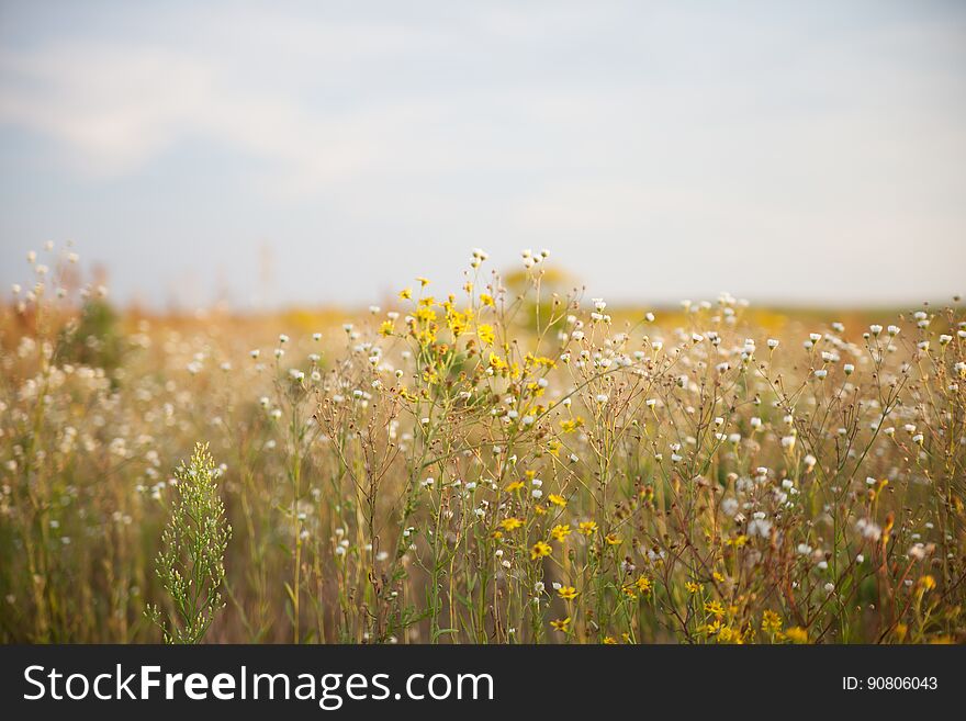 Beautiful summer landscape of blossoming field. Beautiful summer landscape of blossoming field