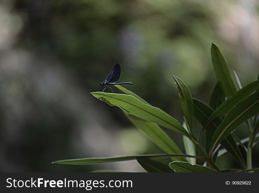 Side view of dragonfly on green leaves of plant. Side view of dragonfly on green leaves of plant.