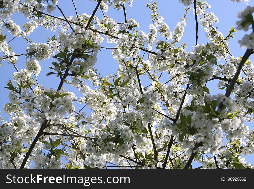 A tree full of white blossoms in the spring. A tree full of white blossoms in the spring.