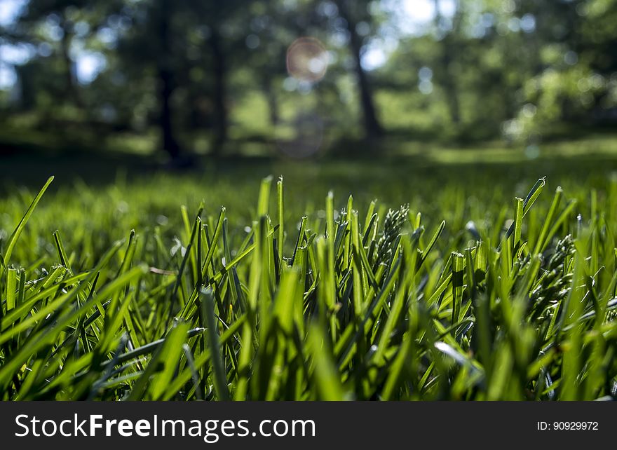 A lawn with green cut grass in the sun. A lawn with green cut grass in the sun.