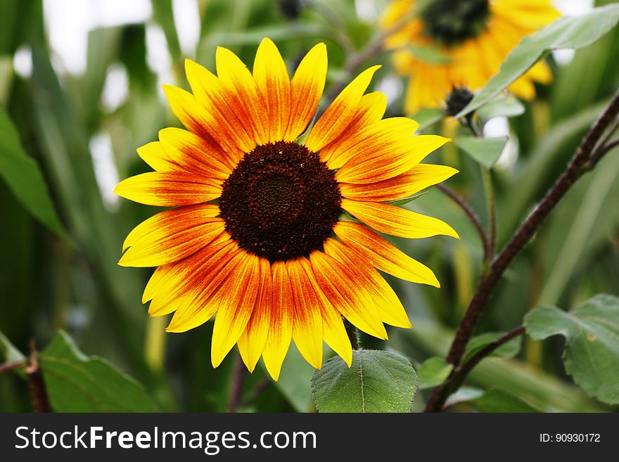 Flower, Sunflower, Sunflower Seed, Flora