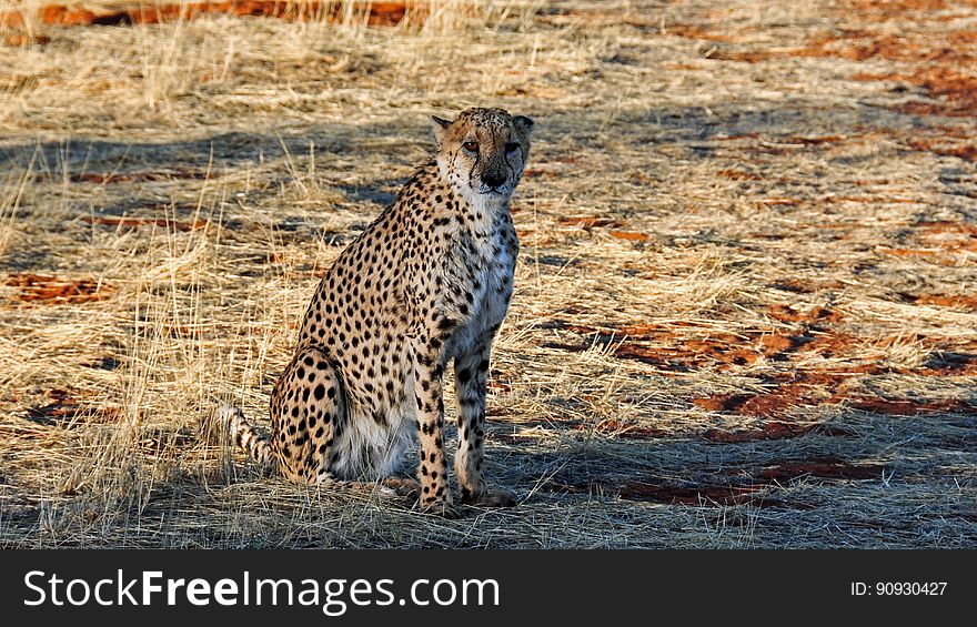 Cheetah, Wildlife, Terrestrial Animal, Mammal