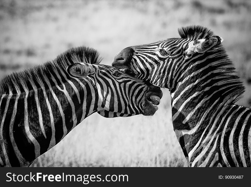 Wildlife, Zebra, White, Black And White