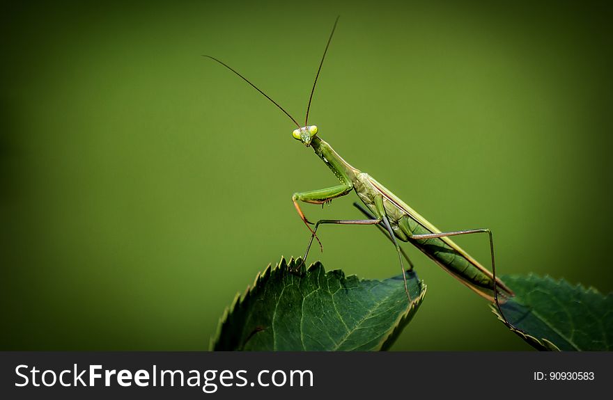Insect, Mantis, Invertebrate, Macro Photography