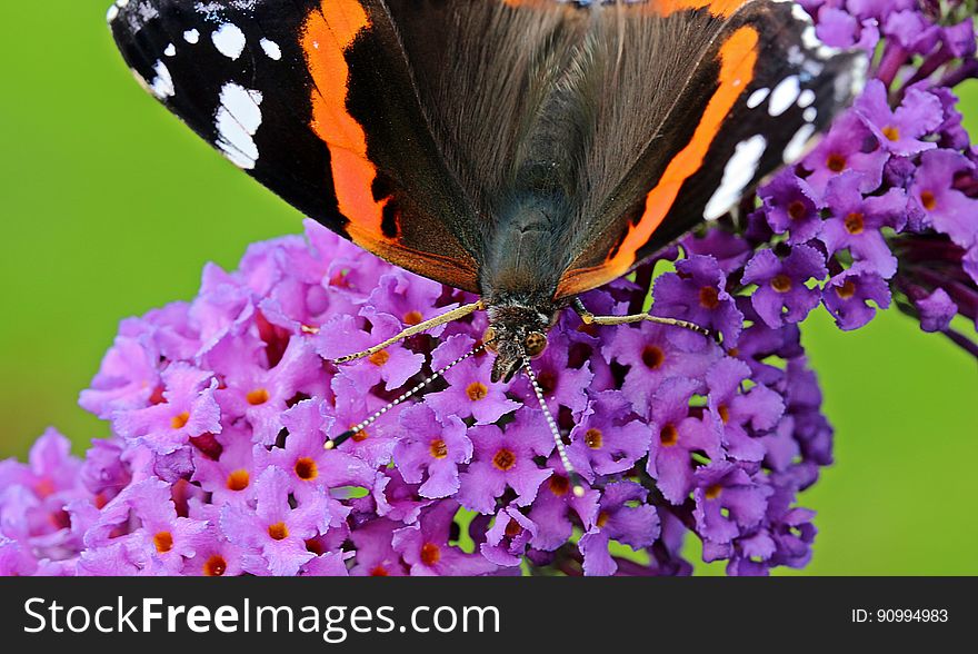 Brown Black Orange and White Butterfly on Purple Flower