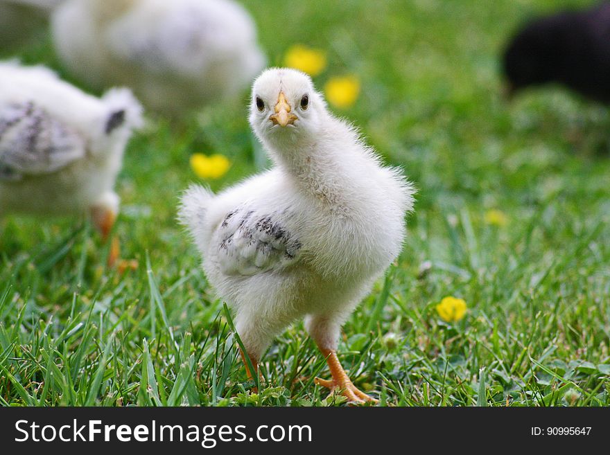 A young hen chick on green grass. A young hen chick on green grass.