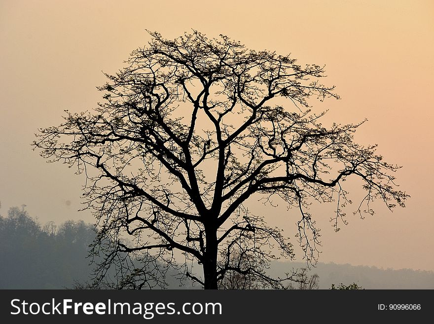 Tree At Dusk