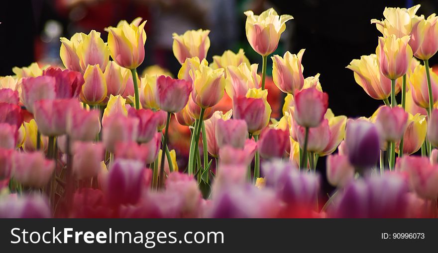 Tulips In Flower Bench
