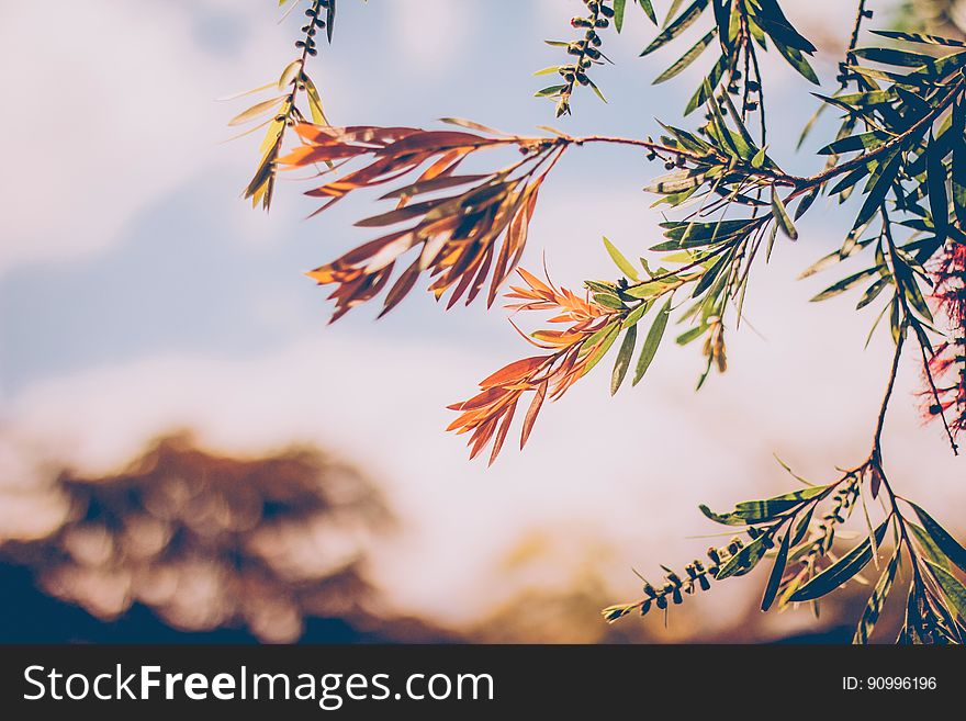 Close up of branches of a tree with colorful leaves in the autumn. Close up of branches of a tree with colorful leaves in the autumn.