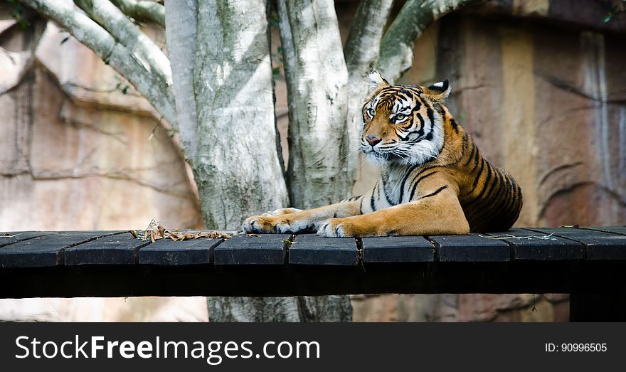 A tiger resting on a platform in zoo. A tiger resting on a platform in zoo.