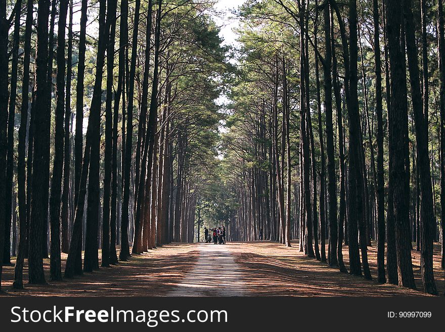 A road through forest with tall trees on the sides.