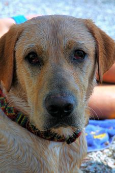Dog In Shade Stock Photography Dog In Shade Stock Photography