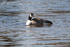 Goose On Water 7 Royalty Free Stock Photo