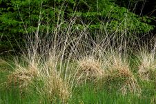 Contrasting Grasses Royalty Free Stock Image Contrasting Grasses Royalty Free Stock Image