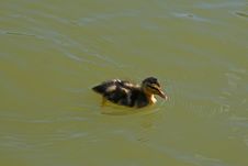 Solo Baby Mallard Royalty Free Stock Images