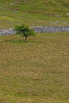Hawthorn Tree In A Barren Landscape Stock Photo