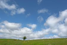 Solitary Hawthorn Royalty Free Stock Image