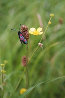 Six Spotted Burnet Moth (Zygaena Filipendula) Stock Photography