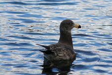 Gull On Crystal Water Royalty Free Stock Photos Gull On Crystal Water Royalty Free Stock Photos