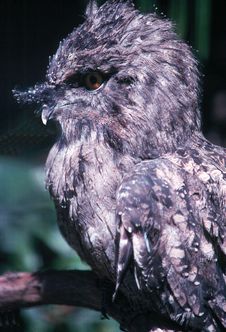 Screech Owl Royalty Free Stock Images Screech Owl Royalty Free Stock Images