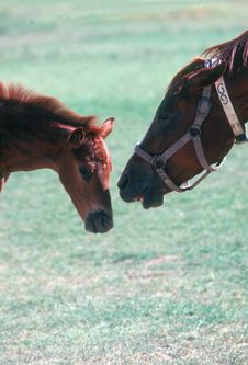 Mare And Her Colt Royalty Free Stock Photography Mare And Her Colt Royalty Free Stock Photography
