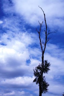 Clouds Behind A Tree Stock Photography Clouds Behind A Tree Stock Photography