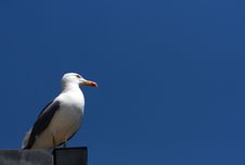 Seagull Royalty Free Stock Photography