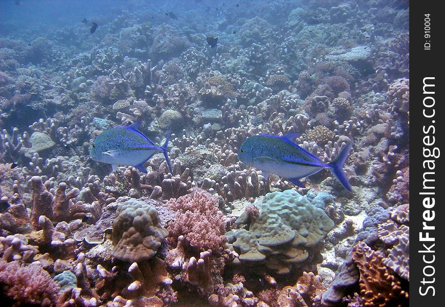 A pair of trevallies swimming by the reef. A pair of trevallies swimming by the reef