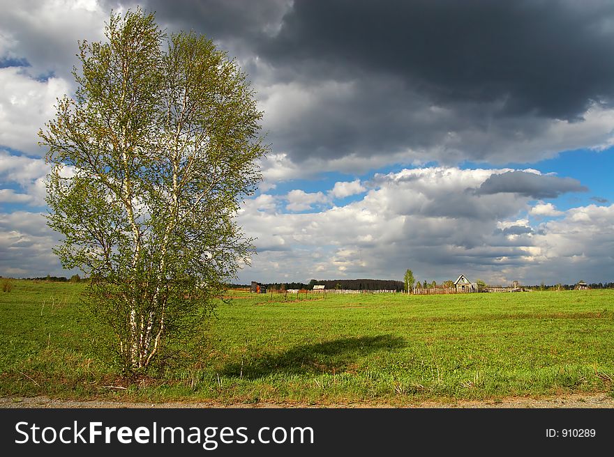 Green field and lonely tree. Sibir. Russia.
