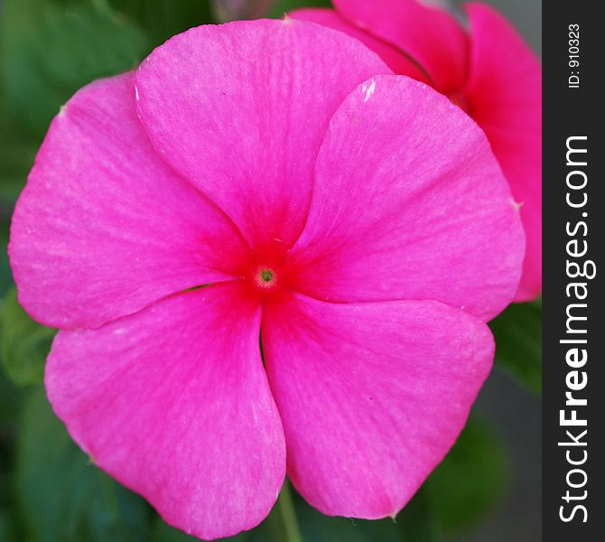 Pink flower with 5 petals. Pink flower with 5 petals