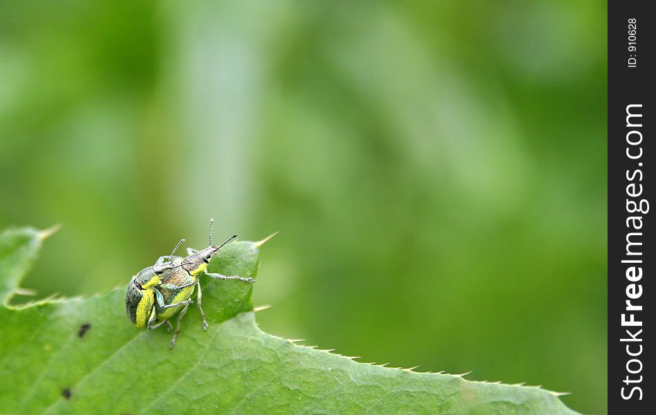 Two bugs on the leaf. Two bugs on the leaf