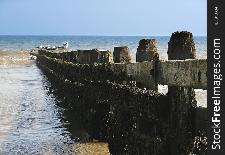 Seagulls lined up on a coastal groyne. Seagulls lined up on a coastal groyne