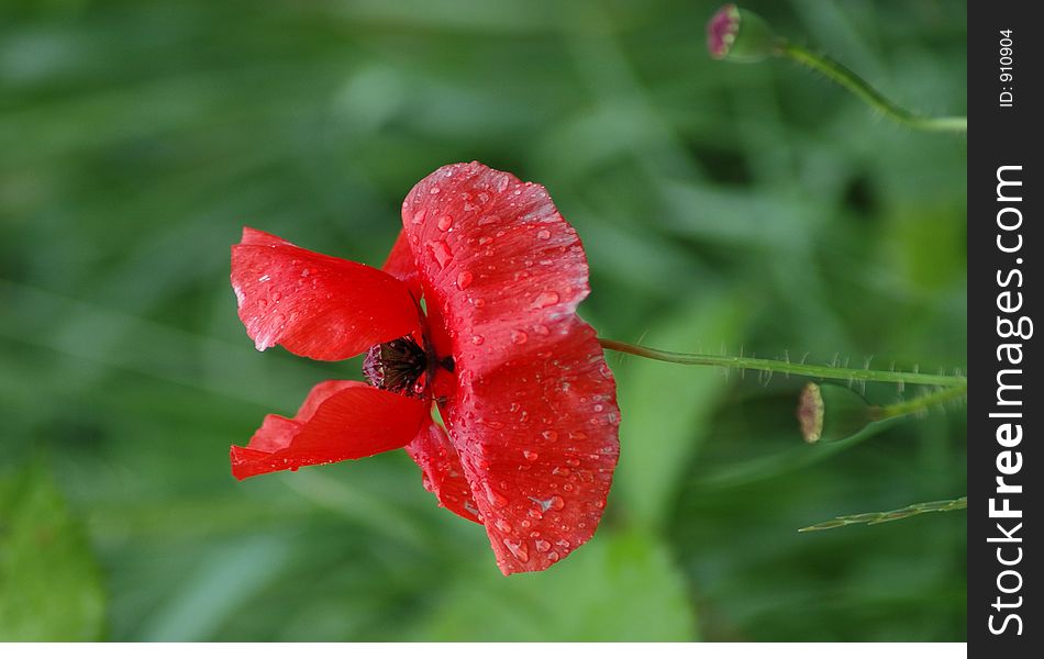 Red poppy with raindrops