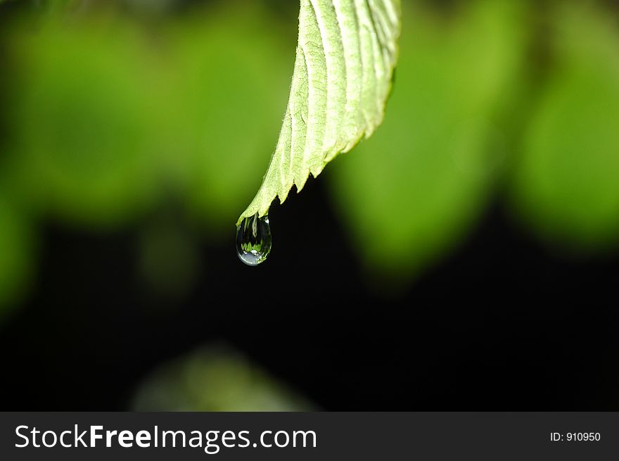 A raindrop shortly before the fall. A raindrop shortly before the fall