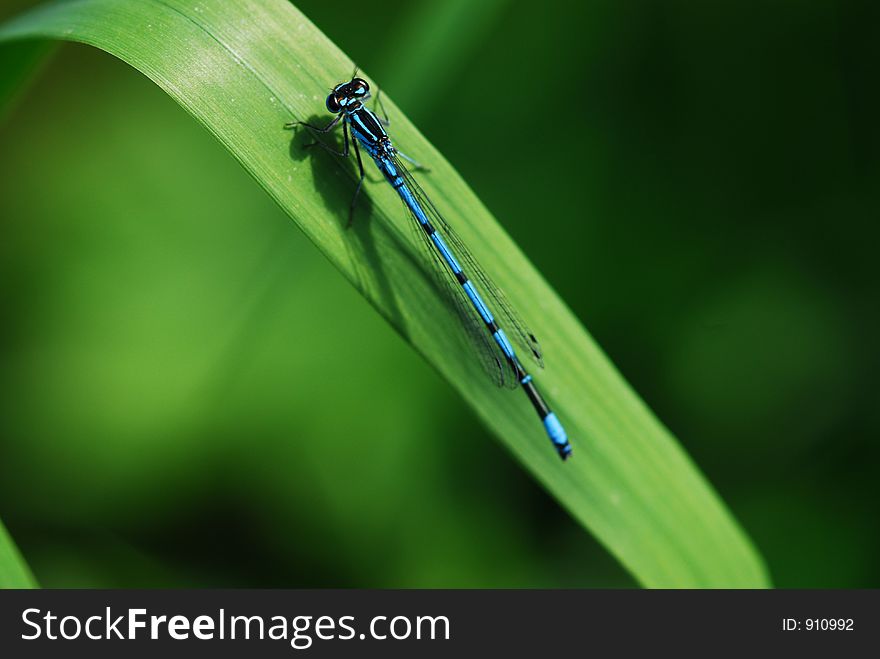 Damsel Fly related to Dragon Fly. Damsel Fly related to Dragon Fly