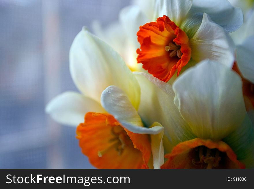 White - orange flowers, narcissuses