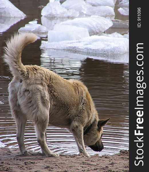 Dog drinks from the river. Dog drinks from the river