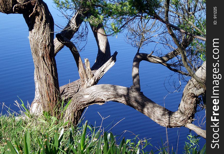 Twisted branches of tree at lakeside. Twisted branches of tree at lakeside