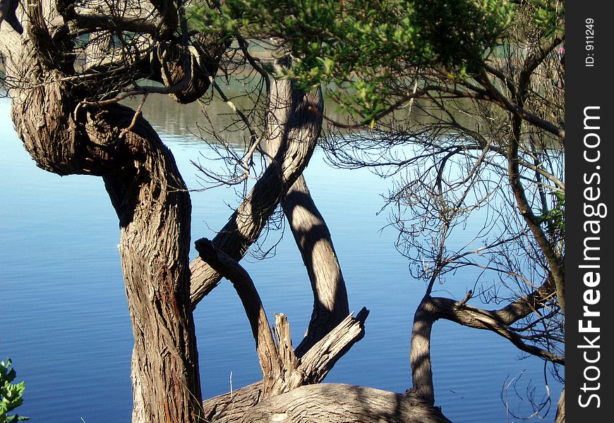 Branches of tree at lakeside. Branches of tree at lakeside