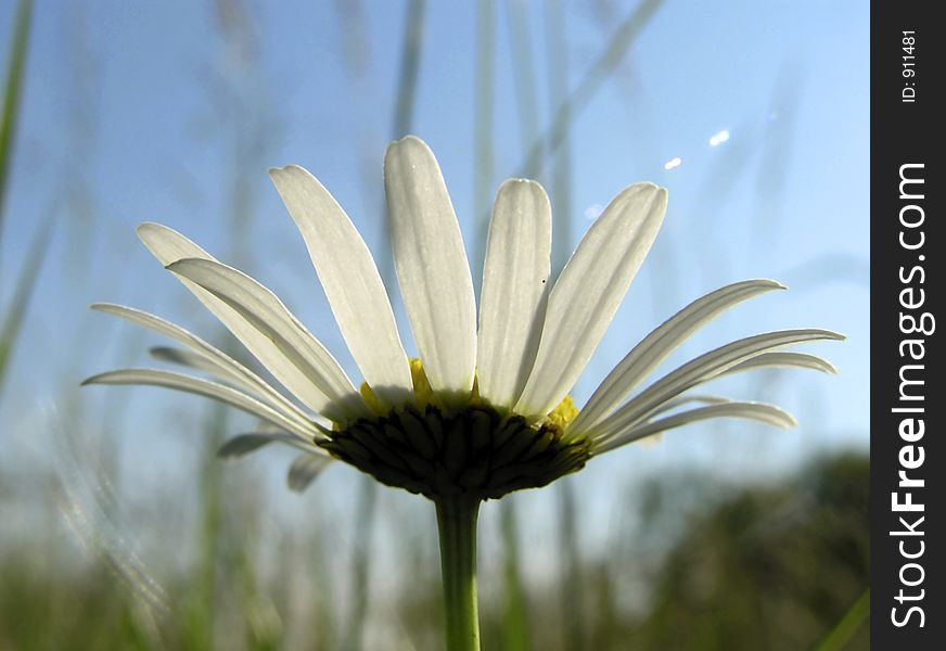 The Large Daisy