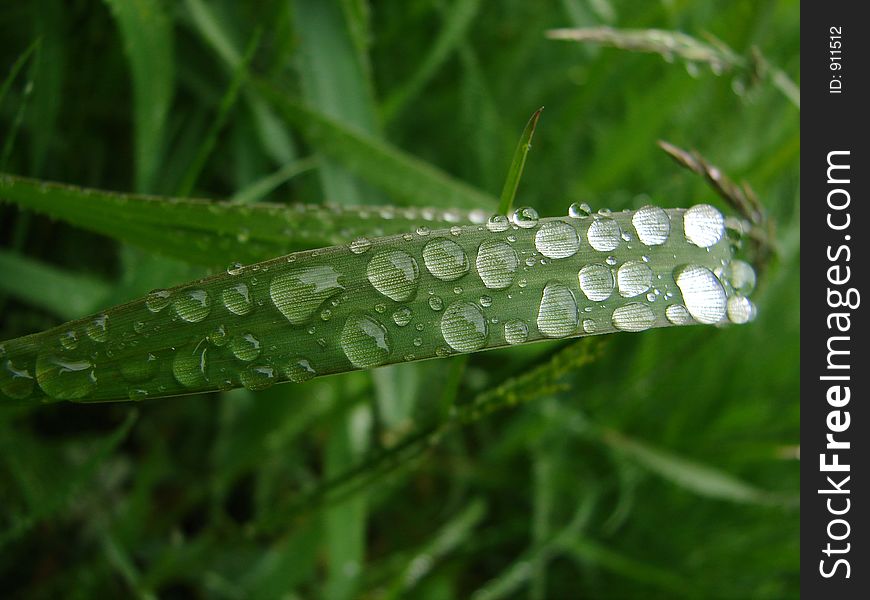 Little drops of water after a rain. Little drops of water after a rain