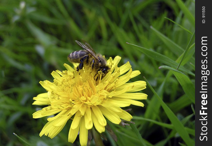 Bee during assembling pollen. Bee during assembling pollen