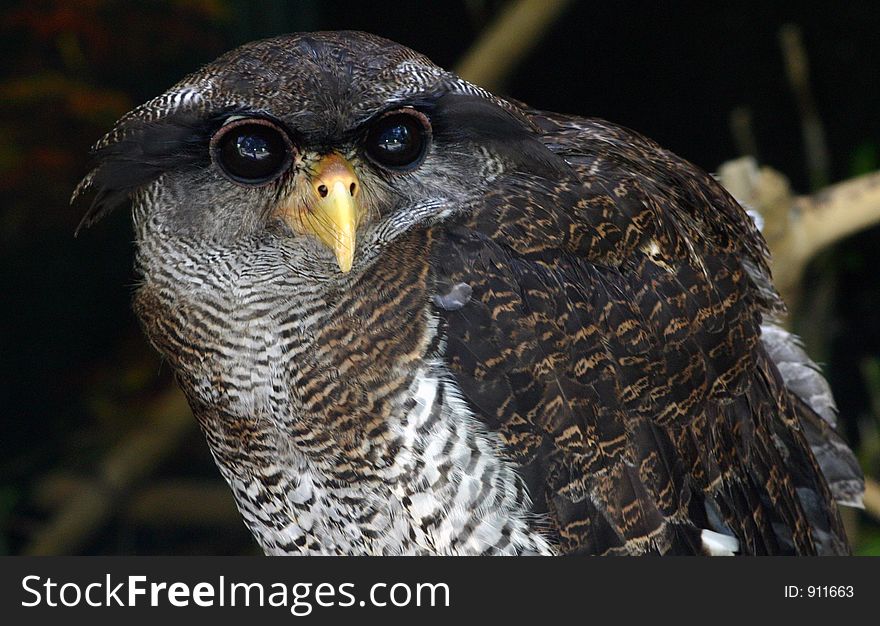 Owl portrait.