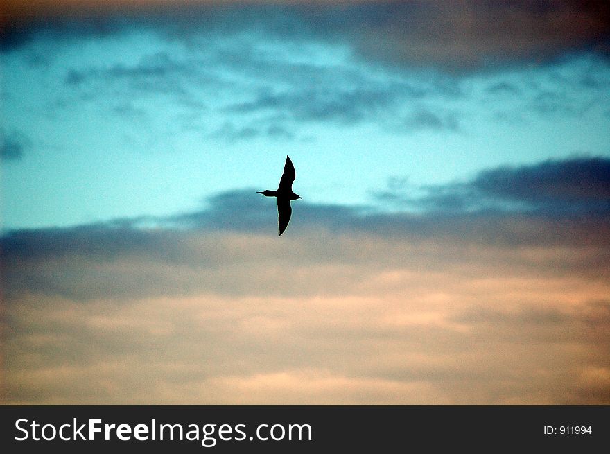 Arctic skua silhouetted against the sky. Arctic skua silhouetted against the sky