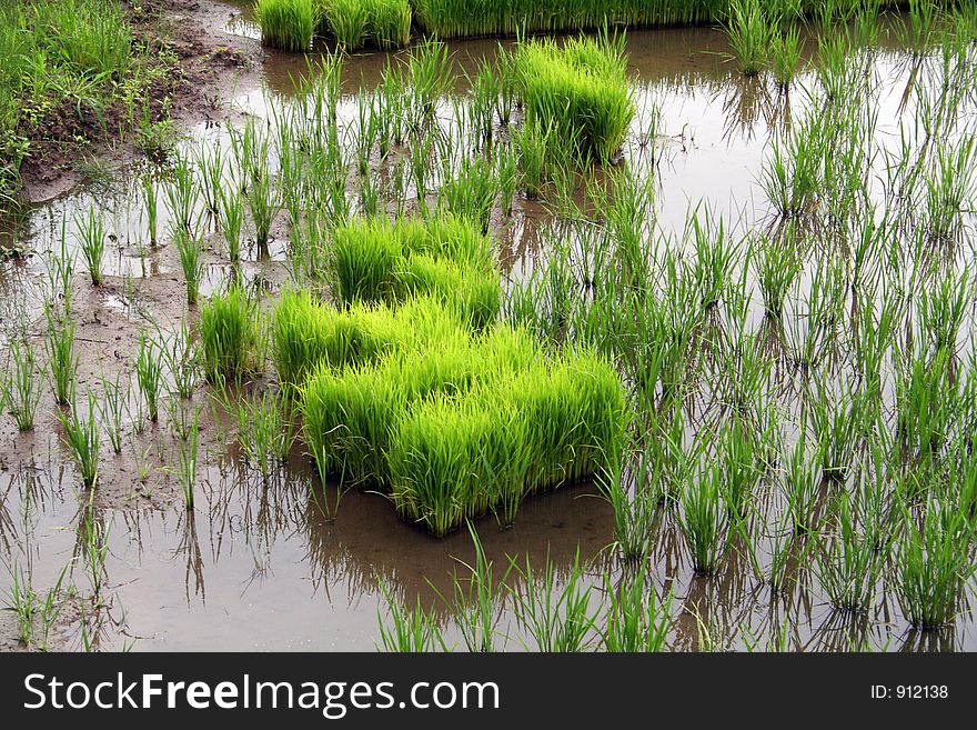 Rice plantation in japan. Rice plantation in japan